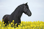 Frisian horse portrait