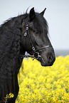 Frisian horse portrait