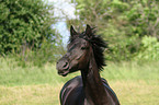 Frisian horse portrait