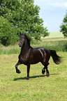 trotting Frisian horse