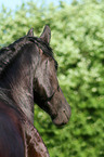 Frisian horse portrait