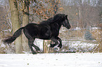 galloping Frisian horse