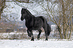 trotting Frisian horse