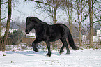 trotting Frisian horse