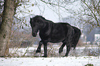 trotting Frisian horse