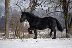 trotting Frisian horse