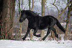 trotting Frisian horse