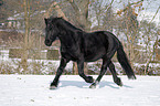 trotting Frisian horse