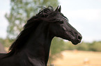 Frisian horse portrait