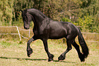 trotting Frisian horse