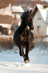 galloping Frisian horse