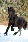 galloping Frisian horse