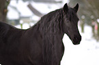 Frisian horse portrait