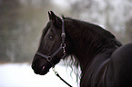 Frisian horse portrait