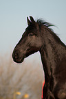 Friesian horse portrait