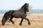 trotting Friesian horse