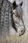 Friesian Horse Portrait