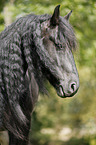 Friesian Horse Portrait