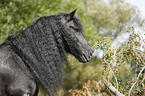 Friesian Horse Portrait