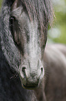 Friesian Horse