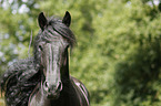 Friesian Horse Portrait