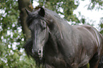 Friesian Horse Portrait