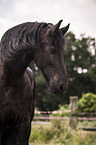 Frisian horse portrait