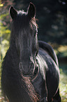 Friesian horse portrait