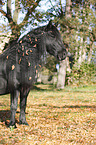 Frisian horse