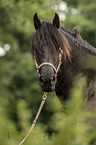 Frisian horse portrait