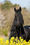 Friesian horse portrait