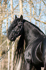 Friesian horse portrait