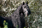 Friesian horse portrait