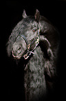 Friesian horse portrait