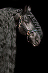 Friesian horse portrait