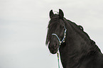 Frisian Horse Portrait