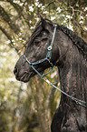 Frisian Horse Portrait