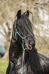 Frisian Horse Portrait