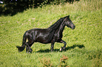 trotting Frisian Horse