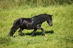 trotting Frisian Horse