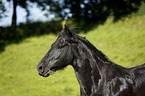 Frisian Horse Portrait