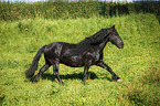 galloping Frisian Horse