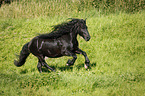 galloping Frisian Horse