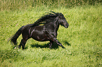 galloping Frisian Horse