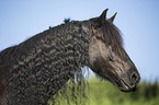 Frisian Horse Portrait