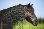 Frisian Horse Portrait