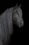 Frisian horse portrait