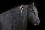 Frisian horse portrait