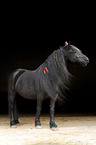 Frisian horse