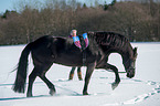 Friesian Horse